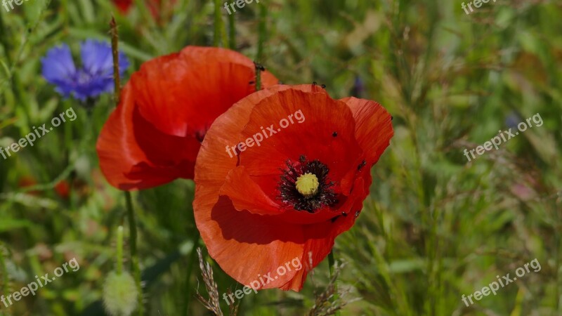 Poppy Blossom Bloom Red Flower