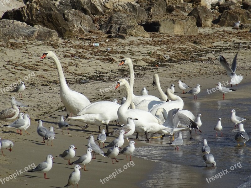 Seagul Bird Sand Sea Gull