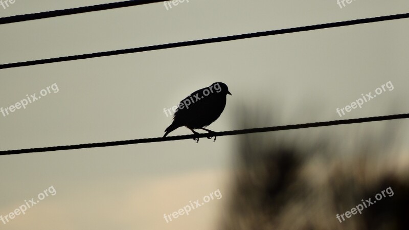 Bird Flying A Young Bird Wild Birds Free Photos