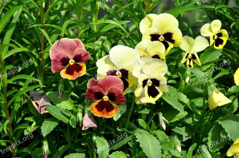 Pansies Flowers Summer Plants Dacha