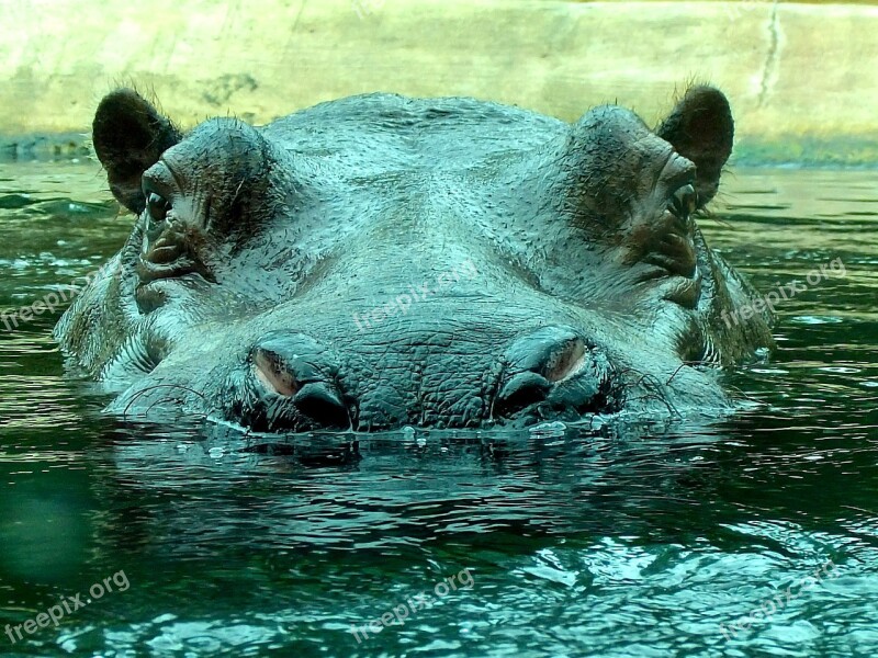 Hippo Zoo Hippopotamus Close Up Nature