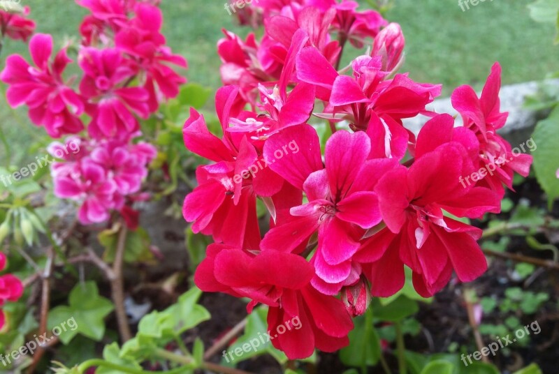 Flowers Red Flower Nature Plants