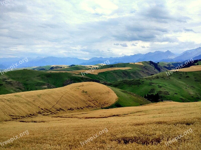 Wheat Dark Clouds Rain Hillside Grassland