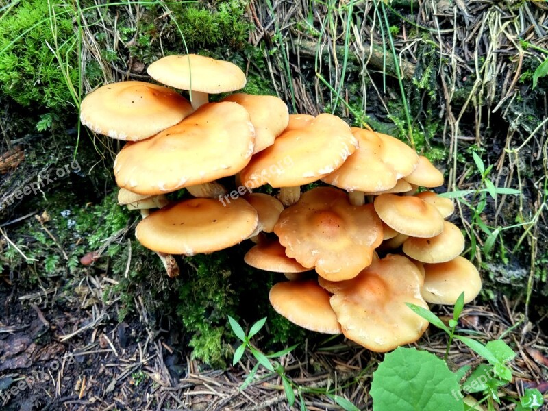 Mushroom Rain Hillside Forest Grassland