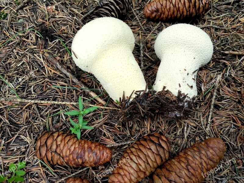 Mushroom Rain Hillside Forest Grassland