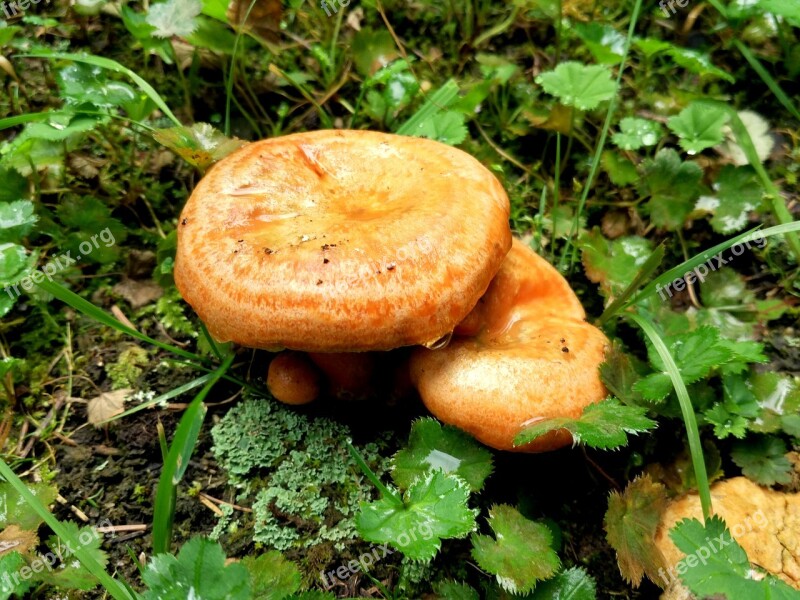 Mushroom Rain Hillside Forest Grassland