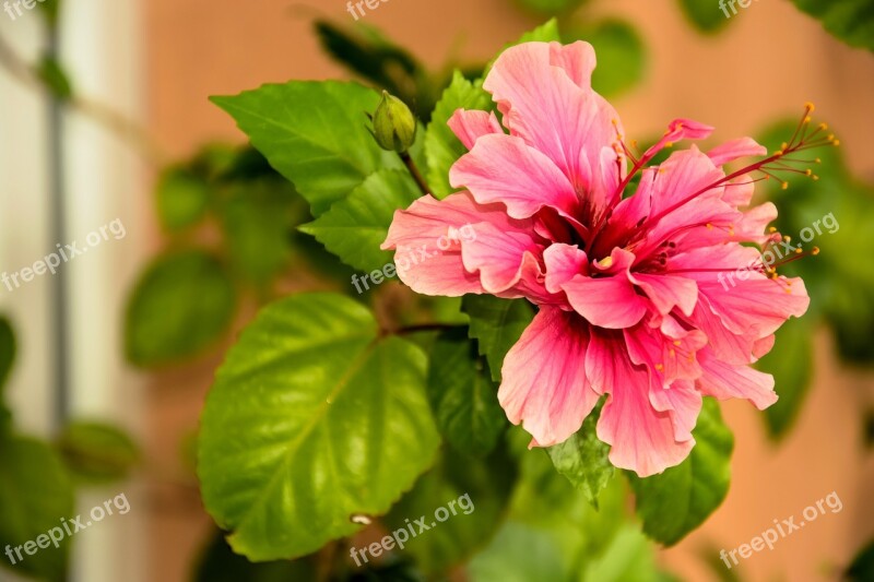 Chinese Rose Flower Pink Garden Summer