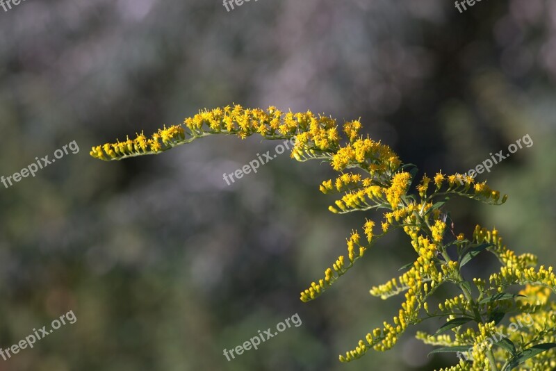 Yellow Flowers Branch Small Flowers Shrubs Colorful