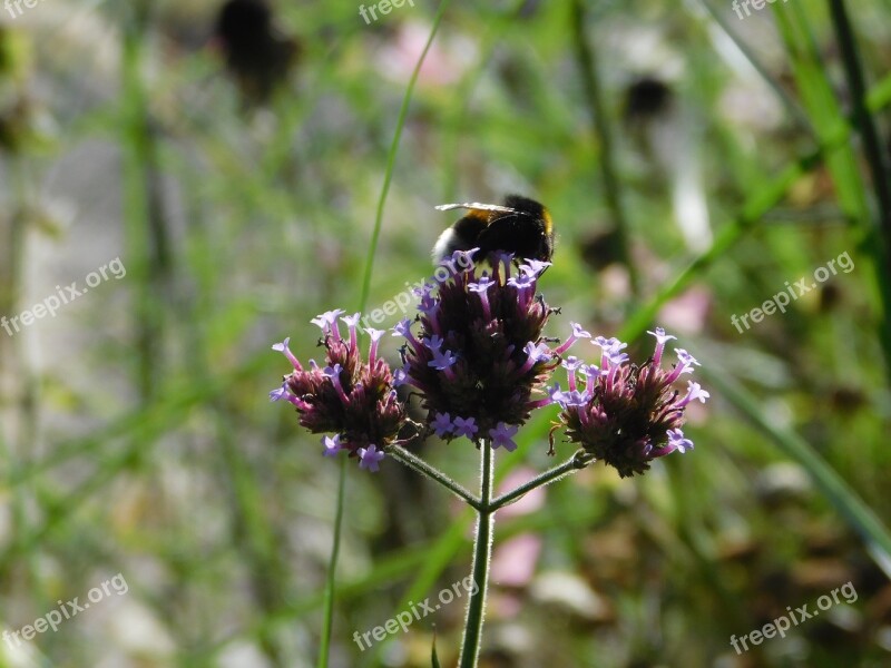 Hummel On A Flower Insect Bloom Sprinkle Flower