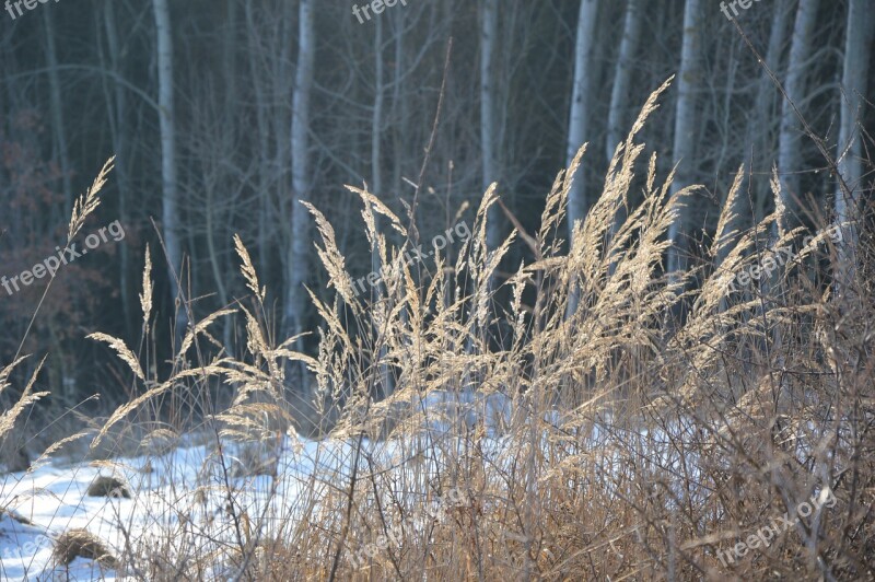 Winter Grass Frost Dry Grass Free Photos