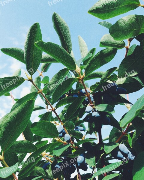 Berry Sky Harvest Honeysuckle Dacha