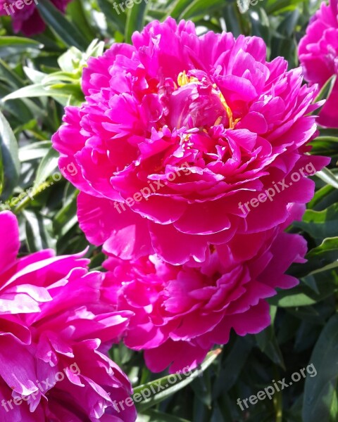 Peony Dacha Bloom Summer Flower