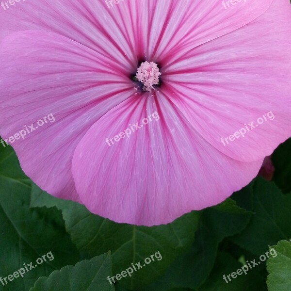 Flower Pink Dacha Garden Vegetable Garden