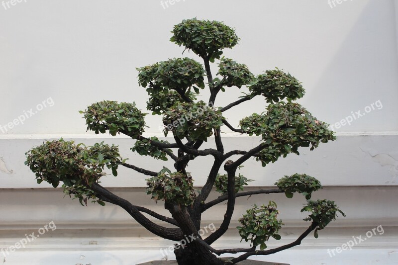 Bonsai Tree Decoration Potted Plant Bonsai Tree