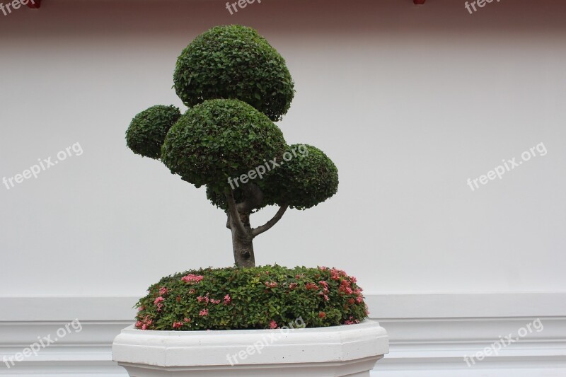 Bonsai Tree Tree Bonsai Bäumchen Potted Plant