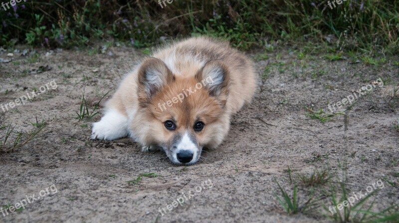 Welsh Corgi Dog Pet Relax Family