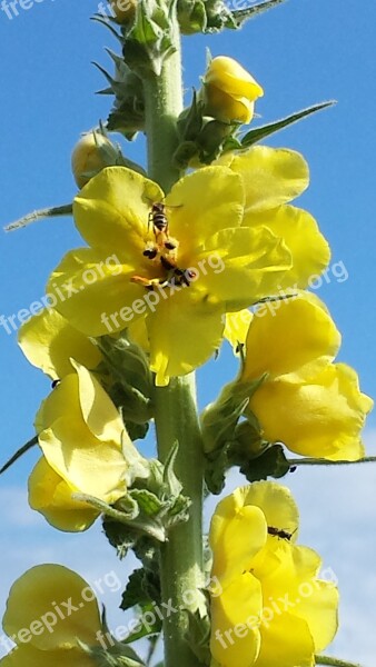 Flowers Mullein Wild Flower Free Photos