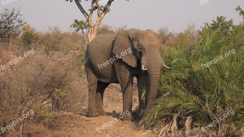 Elephant Savannah Africa Free Photos