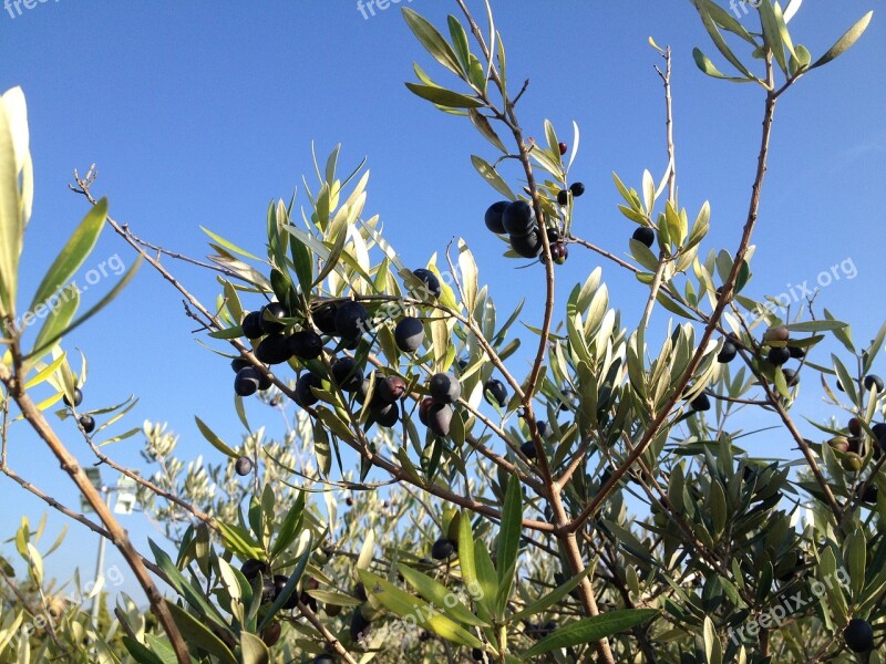 Olive Branch Black Provence Free Photos