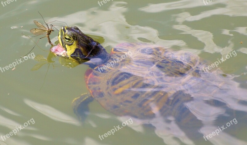 Turtle Eats Perhaps Free Photos