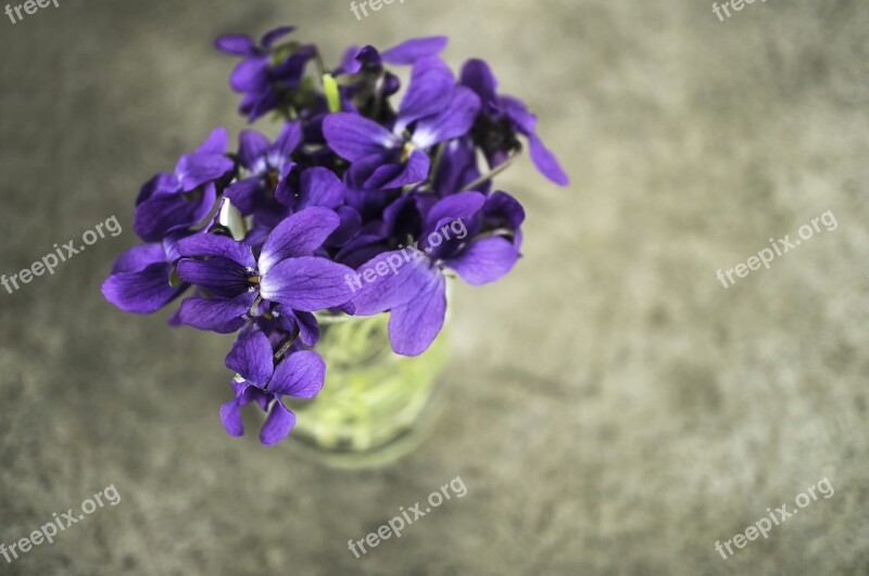 Violets Violet Flower Spring Macro