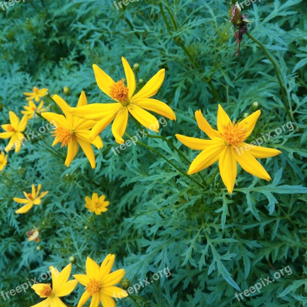 Flowers Cosmos Flowers Green Yellow Nature