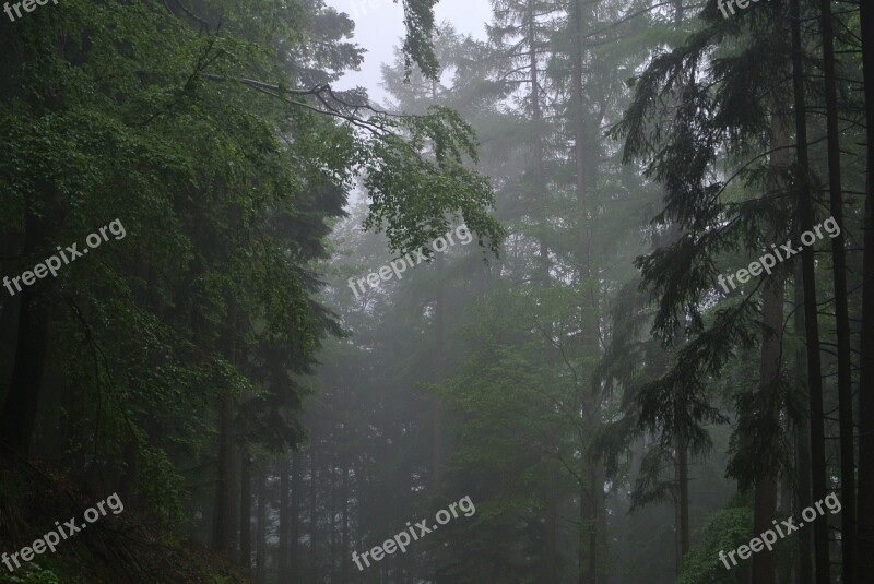 Forest Fog Trees Dark Spooky