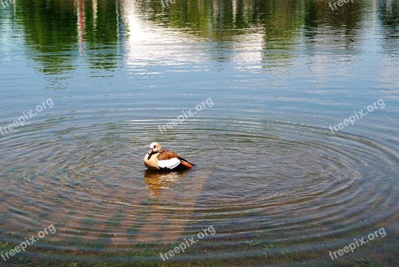 Goose Pond Ripples Nature Wild