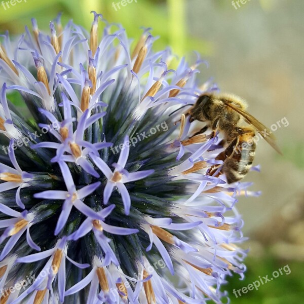 Bee Thistle Insect Nature Summer