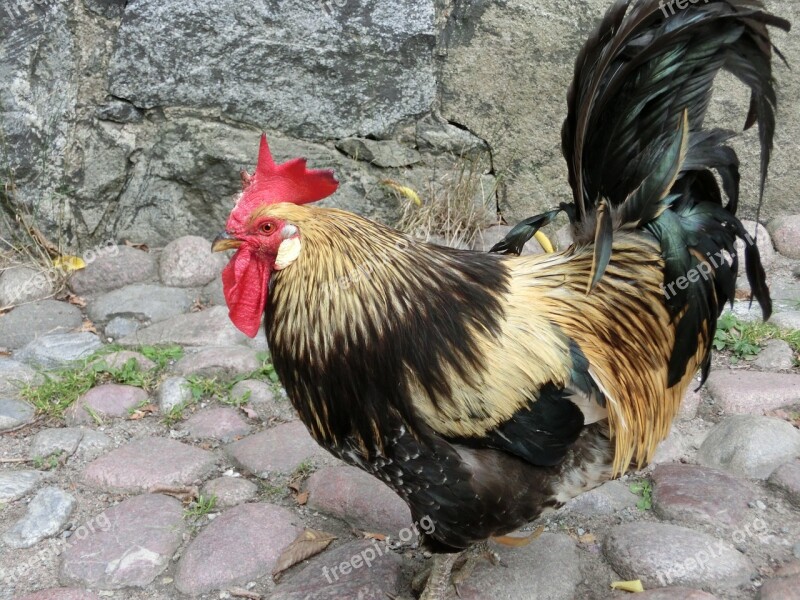 Gallo Crest Animal Chicken Coop Animals