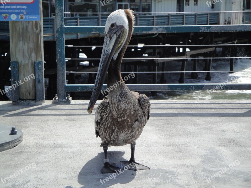 Beach Bird Sea Gull Redondo Beach Pelican Beach Life