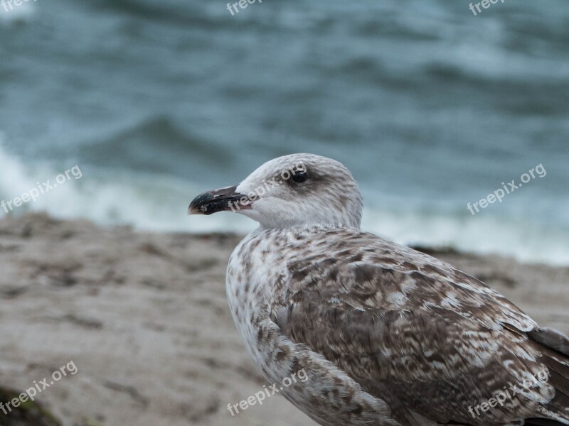 Gull Young Young Bird Nature Waterfowl