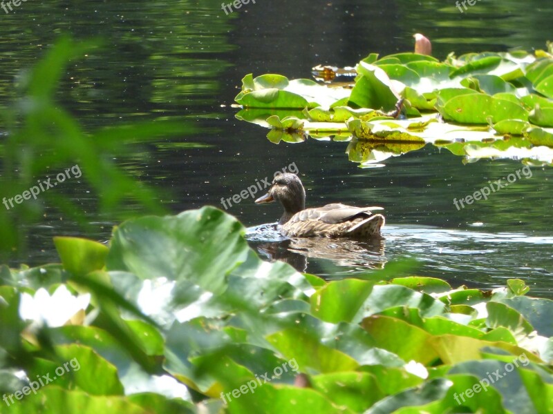 Duck Pond Lake Water Swim