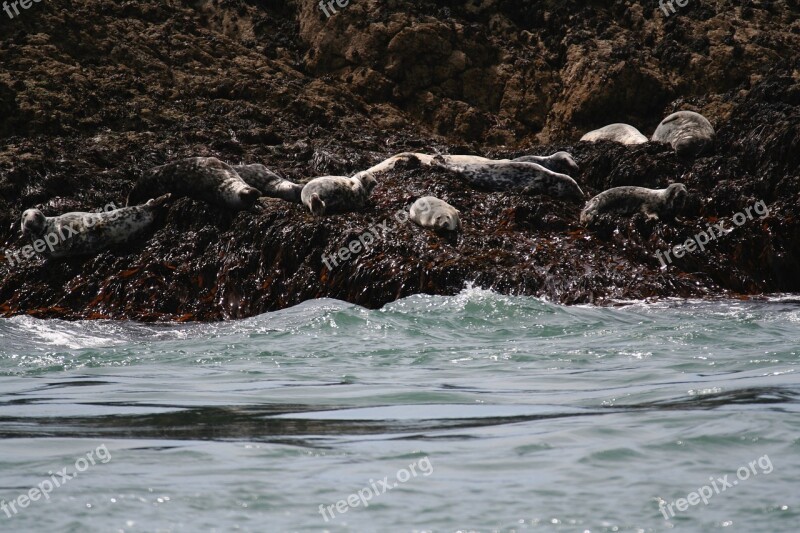 Seals Sea Rocks Free Photos