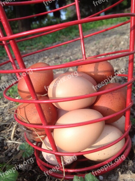 Eggs Fresh Local Homestead Folk