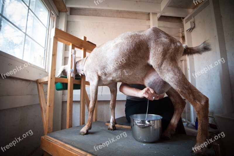 Goat Milking Homestead Folk School Cheese