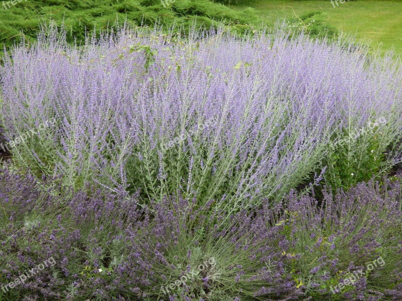 Lavender Plant Nature The Smell Of Field