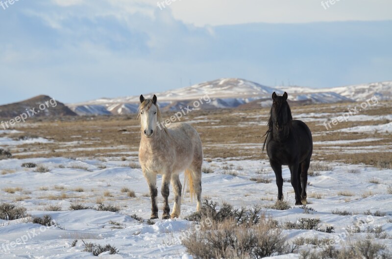 Horses Mustangs Wild Equine Freedom