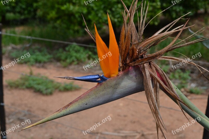 Strelizia South Africa Flower Bird Of Paradise Free Photos