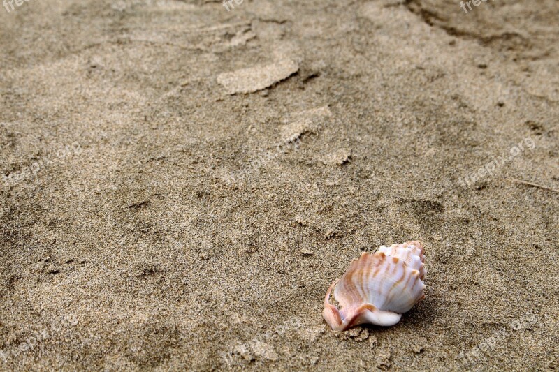 Shell Sand Beach Sea Summer