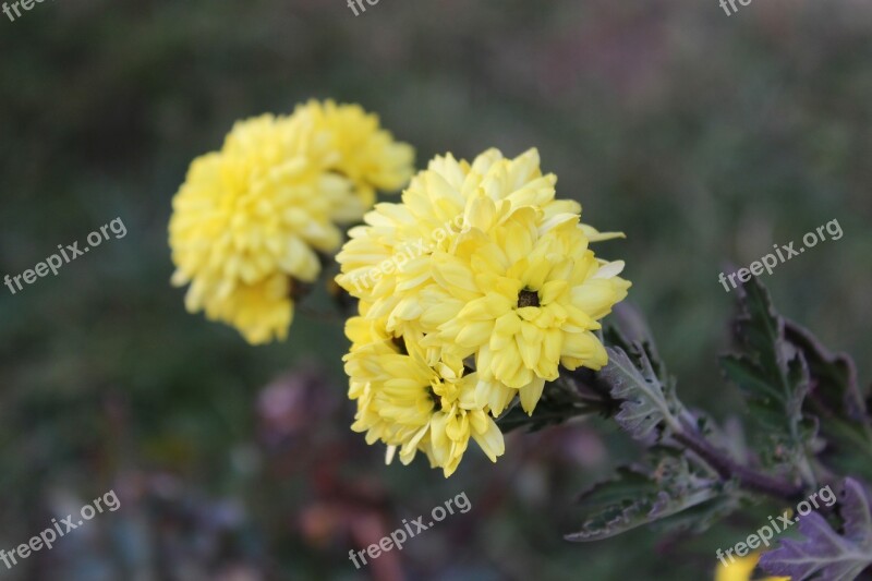 Flowers Flowers Field A Yellow Flower Flower Nature