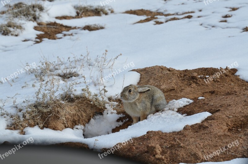 Cottontail Rabbit Bunny Animal Wildlife Nature