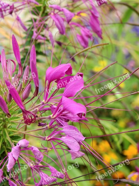 Flowers Blossom Bloom Plant Nature