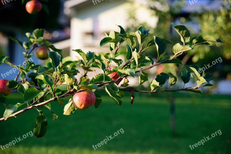 Apple Tree Fruit Apple Tree Red