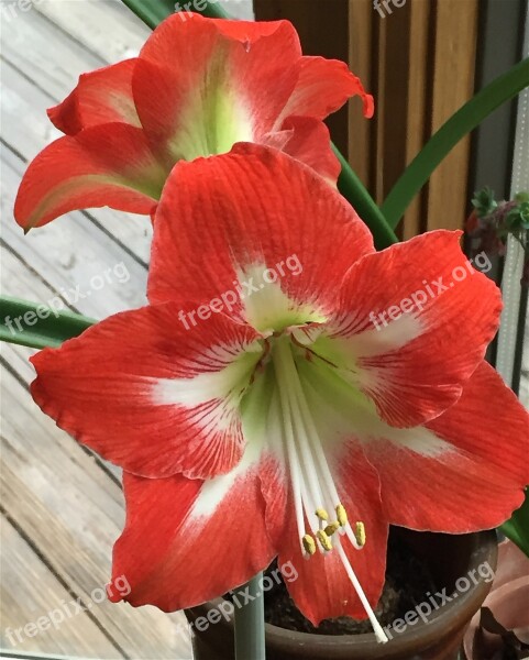 Red Amaryllis Amaryllis Flower Blossom Bloom