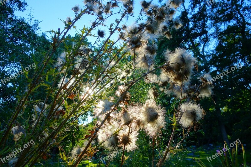 Thistle Thistle Down Plant Flower Seed