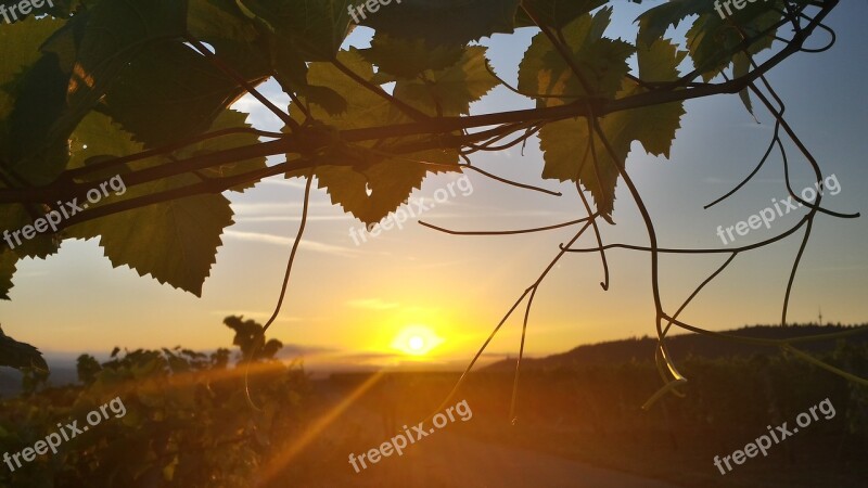 Sunrise Sun Morning Vineyard Leaf