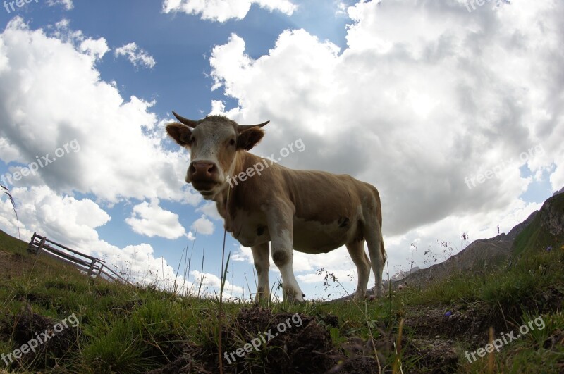 Cow Horns Mountain Bovino Cattle