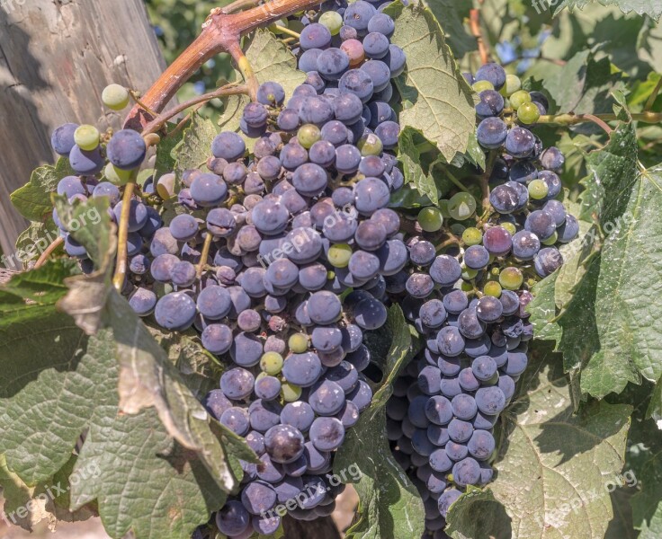 Grapes Vine Parra Vineyard Harvest