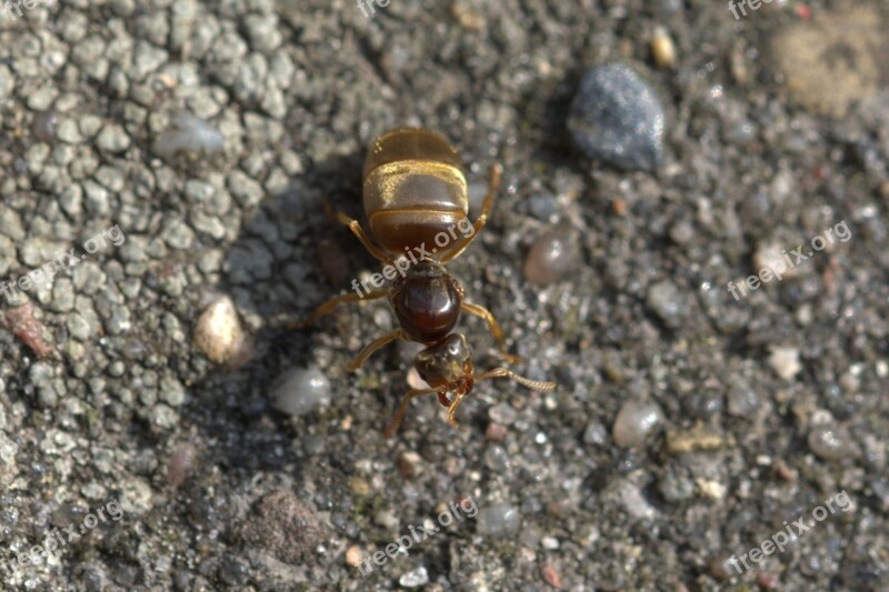 Ant Queen Ant Insect Macro Nature